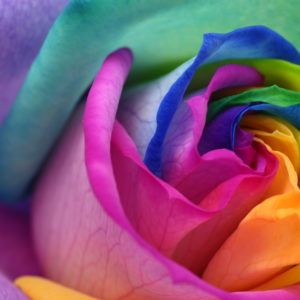 shutterstock_126505397
